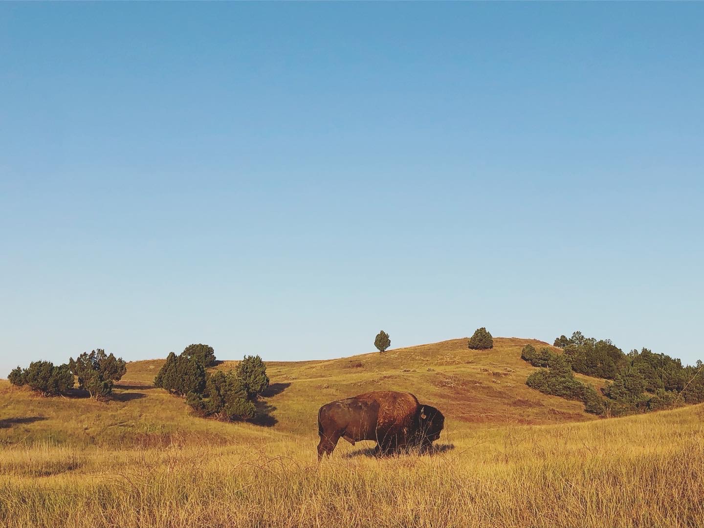 Buffalo in the Badlands
